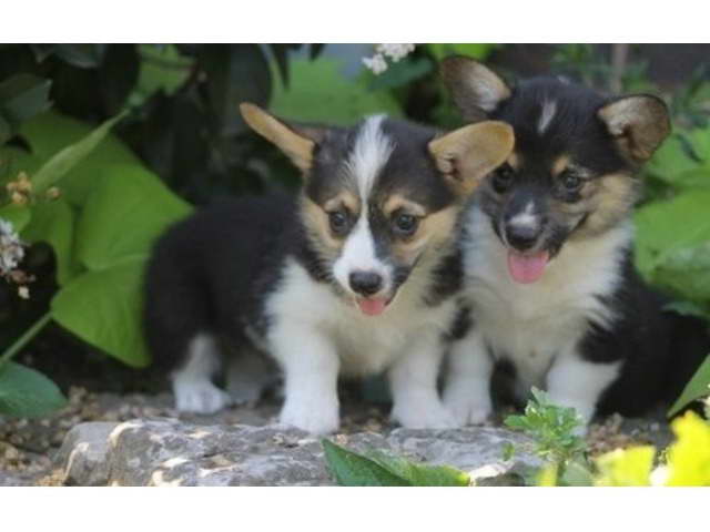 Corgi Puppies Albuquerque