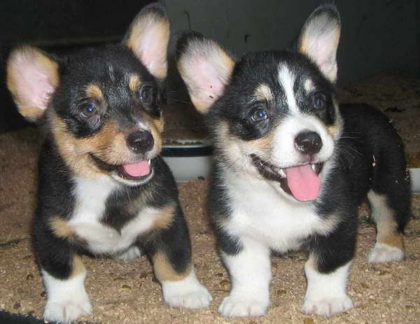 Corgi Puppies Baton Rouge