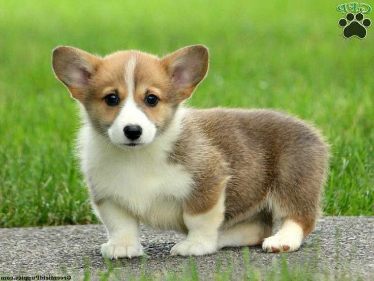 Corgi Puppies Breeder