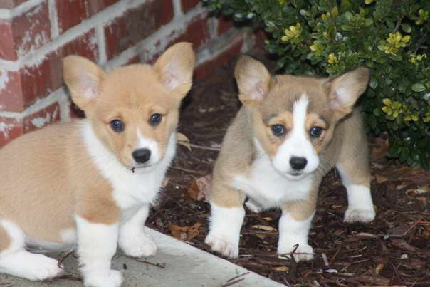 corgi puppies for sale under $300