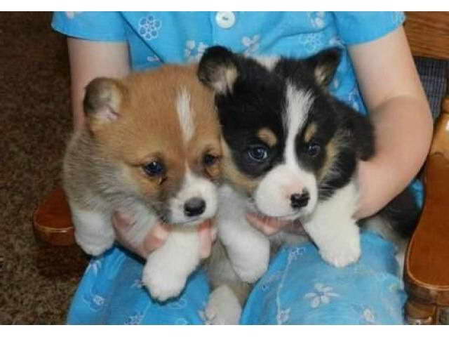 Corgi Puppies Cleveland Ohio