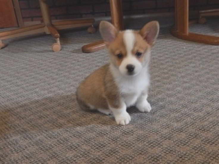 Corgi Puppies For Adoption The Y Guide