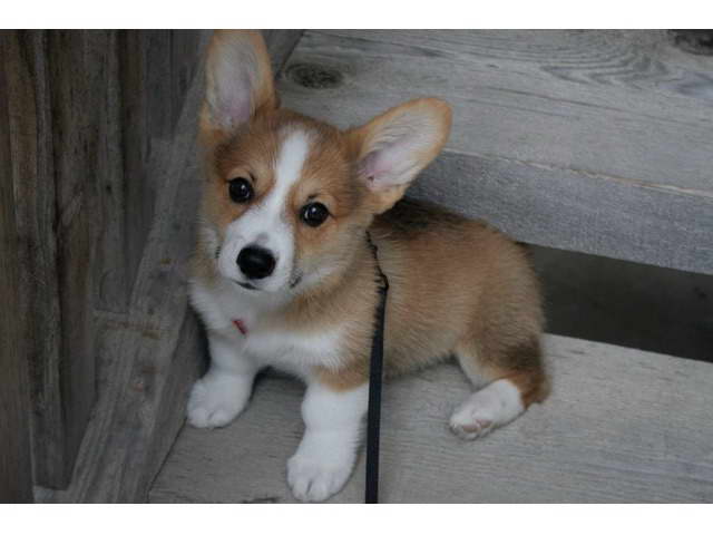 Corgi Puppies For Adoption