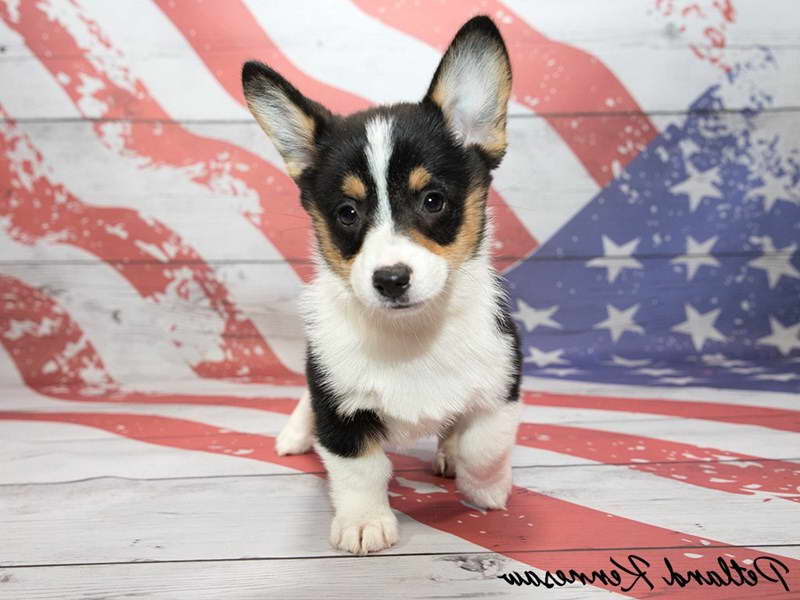 Corgi Puppies For Sale Atlanta