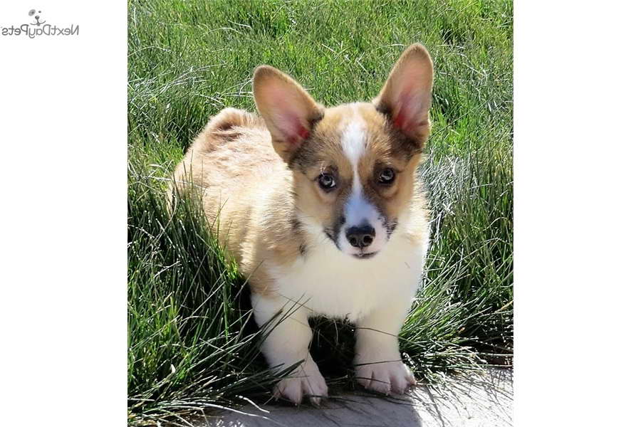 Corgi Puppies For Sale Denver
