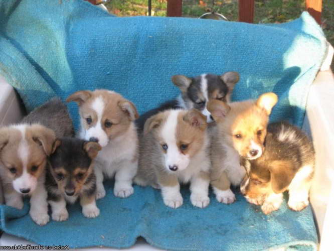 Corgi Puppies For Sale Idaho