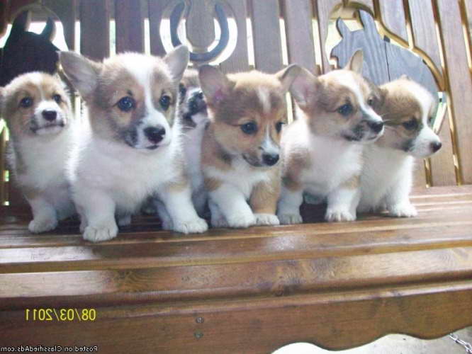 Corgi Puppies For Sale In Kansas City