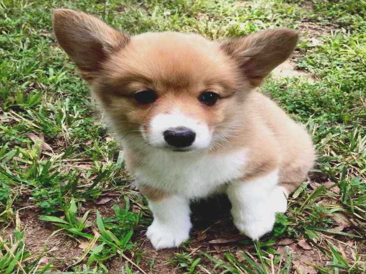 Corgi Puppies For Sale In Maryland