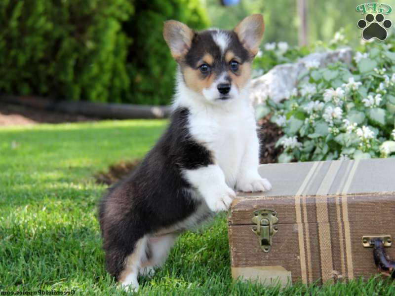 Corgi Puppies For Sale In Massachusetts
