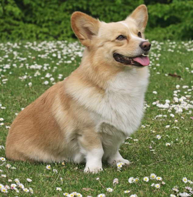 Corgi Puppies For Sale In New England