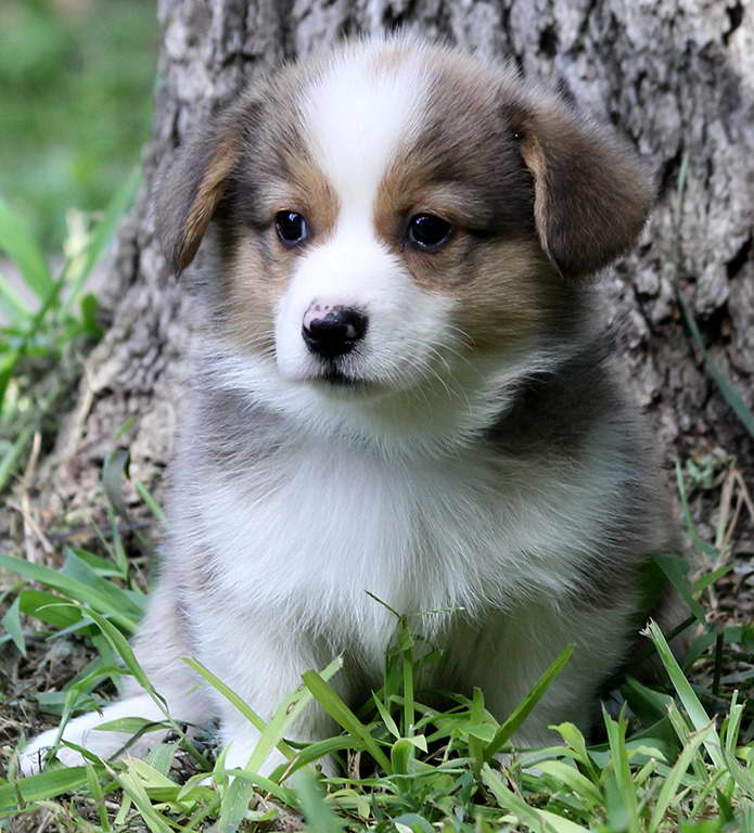 Corgi Puppies For Sale In San Antonio Texas | PETSIDI