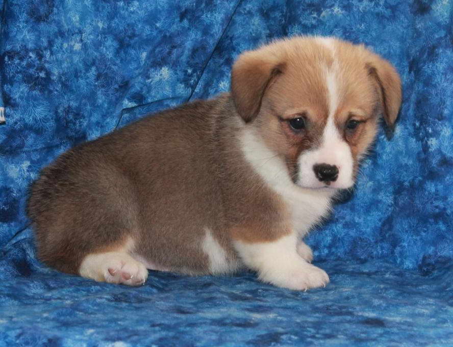 Corgi Puppies For Sale In Utah
