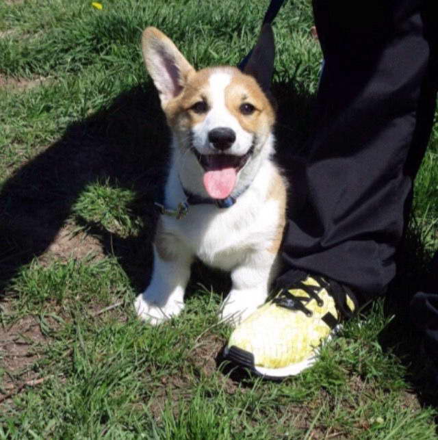 Puppies For Sale In Wyoming PETSIDI