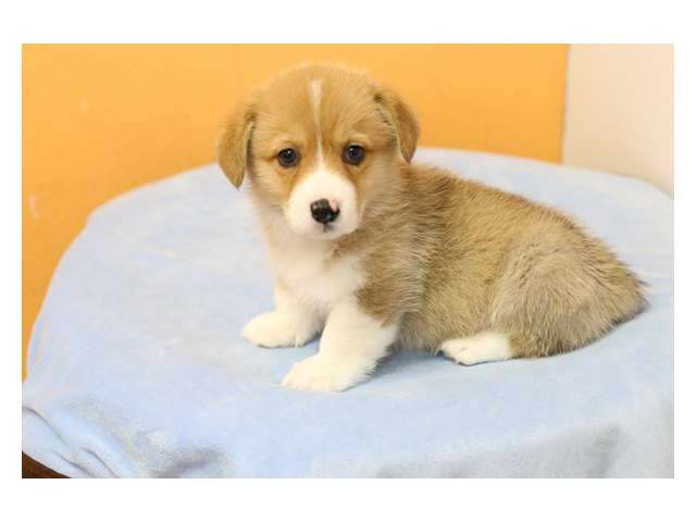 Corgi Puppies For Sale Los Angeles