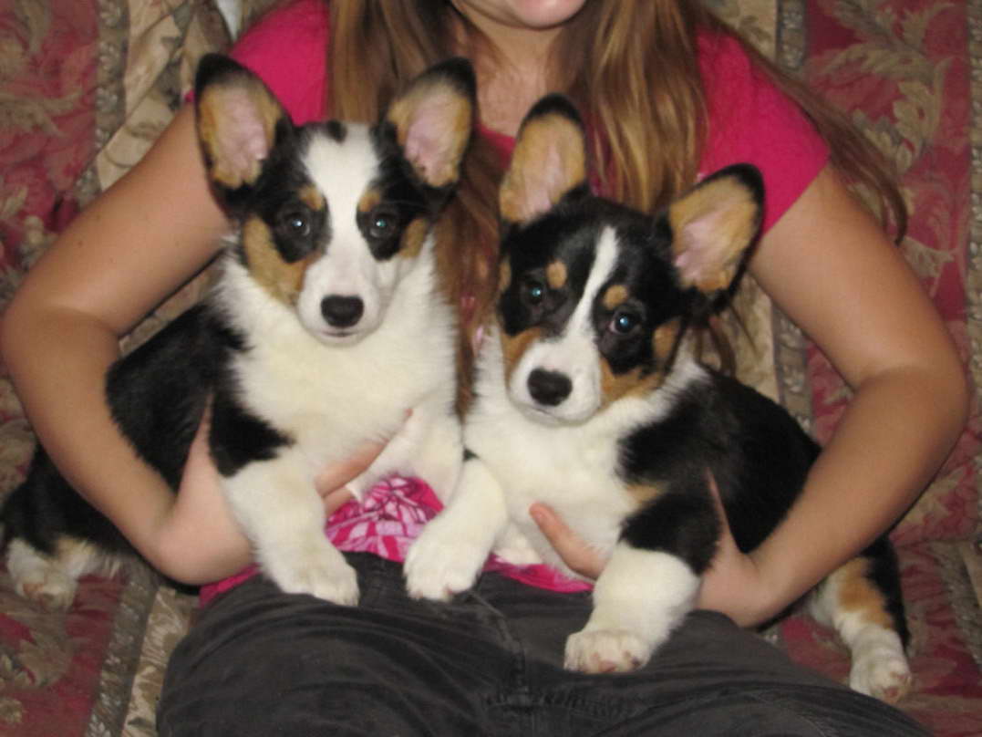 Corgi Puppies For Sale Missouri