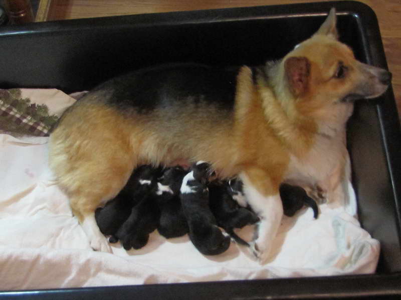 Corgi Puppies For Sale Nd