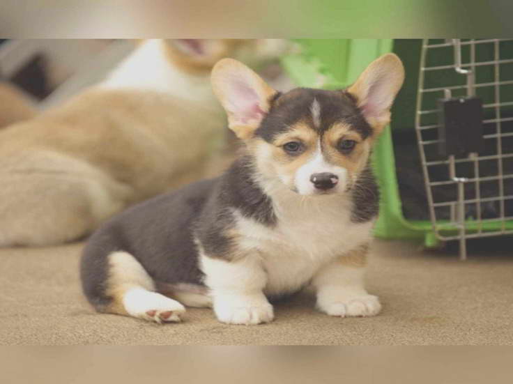 Corgi Puppies For Sale Seattle