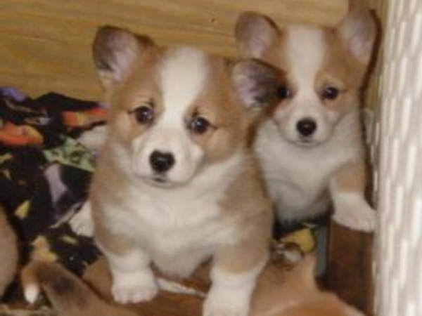 corgis