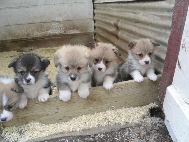 Corgi Puppies For Sale Uk