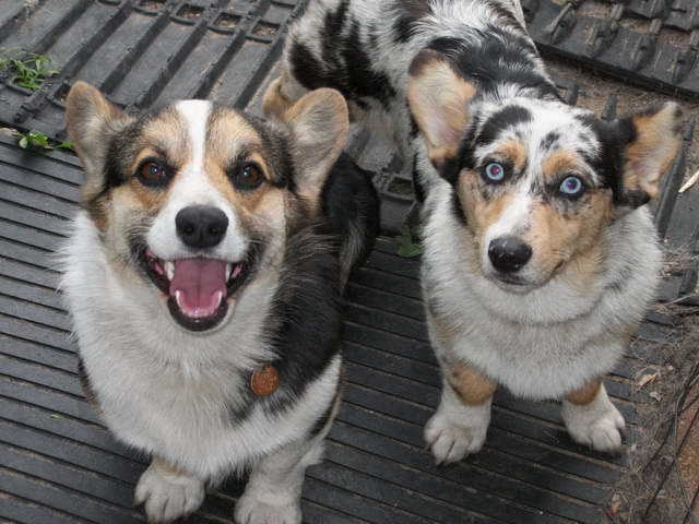Corgi Puppies For Sale Washington State