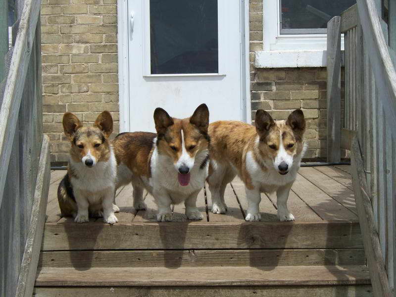 Corgi Puppies For Sale Wisconsin