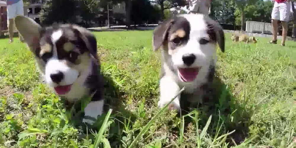 Corgi Puppies Georgia