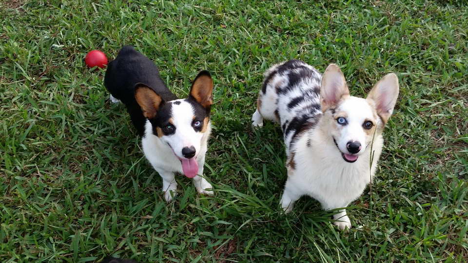 Corgi Puppies Jacksonville Fl | PETSIDI