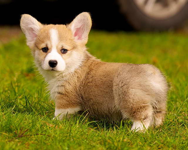 Corgi Puppies Long Island