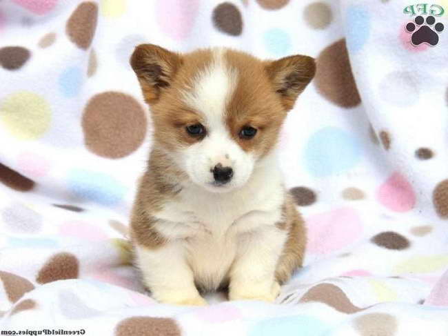 Corgi Puppies Ma