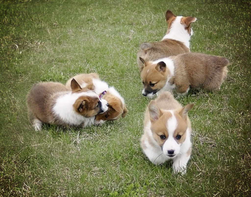 Corgi Puppies Maine