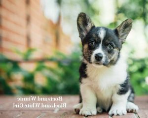 Corgi Puppies Md