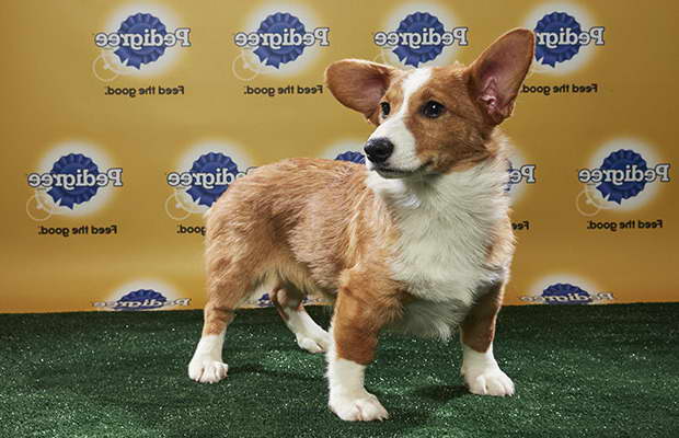 Corgi Puppies Miami