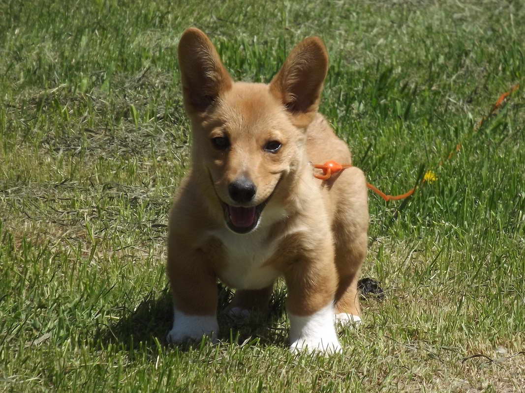 Corgi Puppies Mn