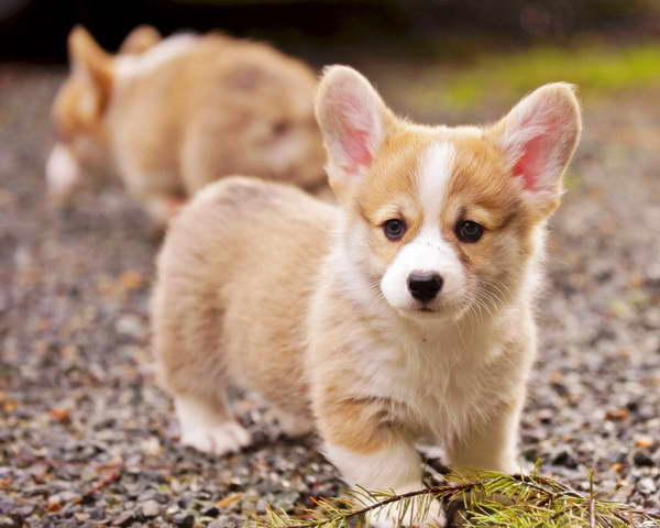 Corgi Puppies New York