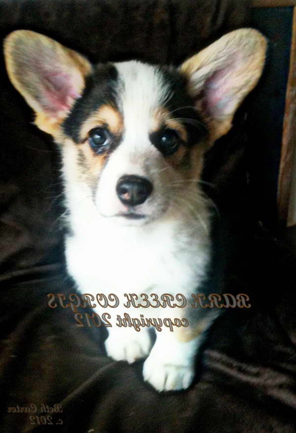 Corgi Puppies Nyc | PETSIDI