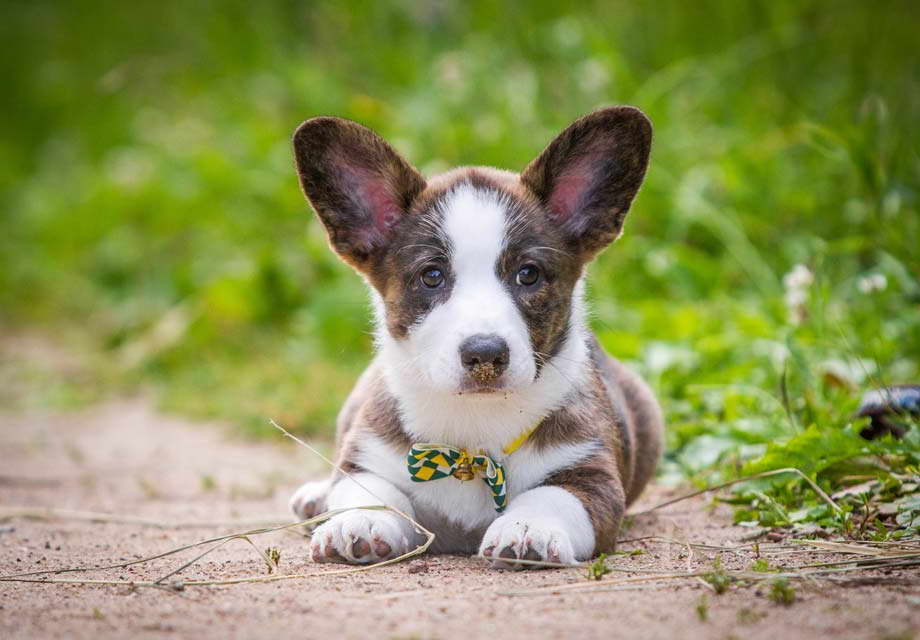 Corgi Puppies Sale Sacramento