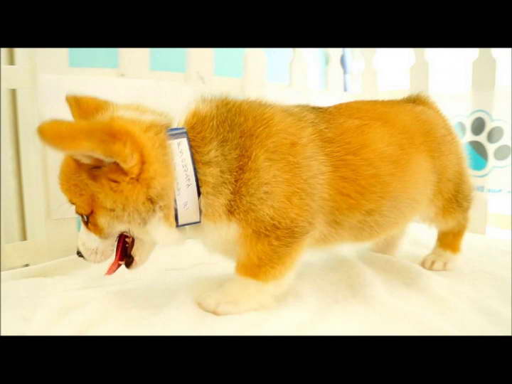 Corgi Puppies San Diego