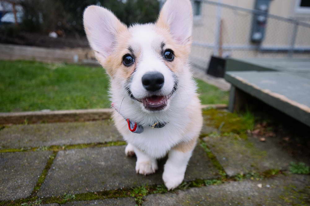 Corgi Puppies Seattle