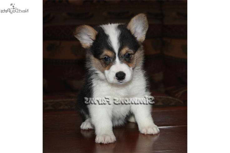 Corgi Puppies Springfield Mo