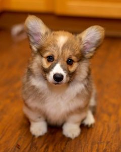 Corgi Puppies Washington State