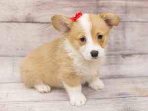 Corgi Puppies Wichita Ks