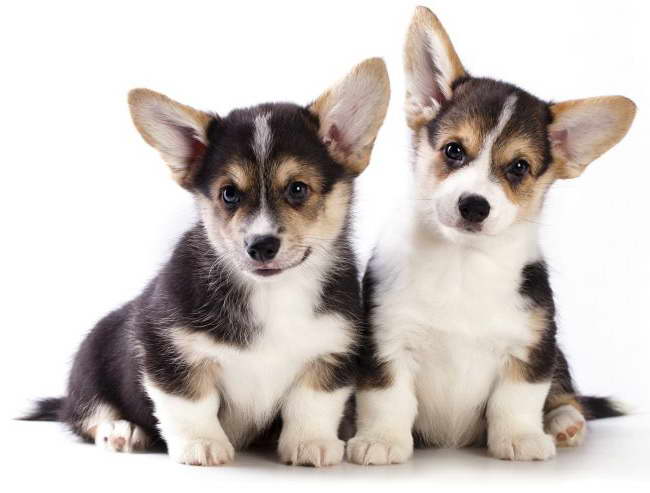 Corgi Puppy Care