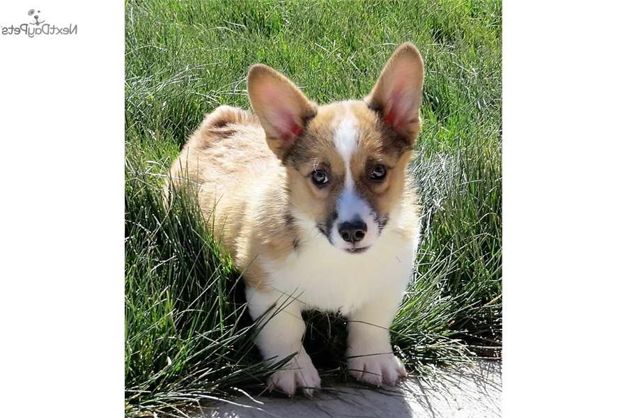 Corgi Puppy Colorado