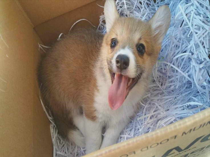 Corgi Puppy For Sale Bay Area