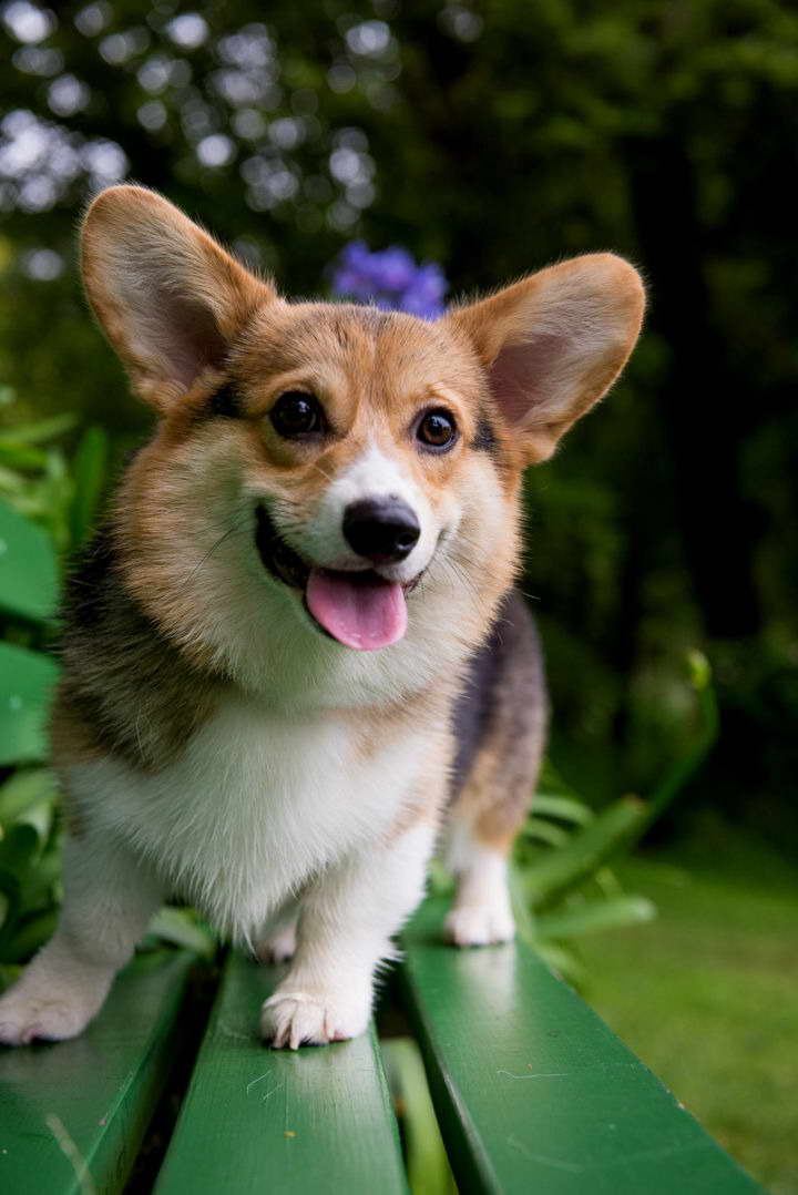 Corgi Puppy Los Angeles