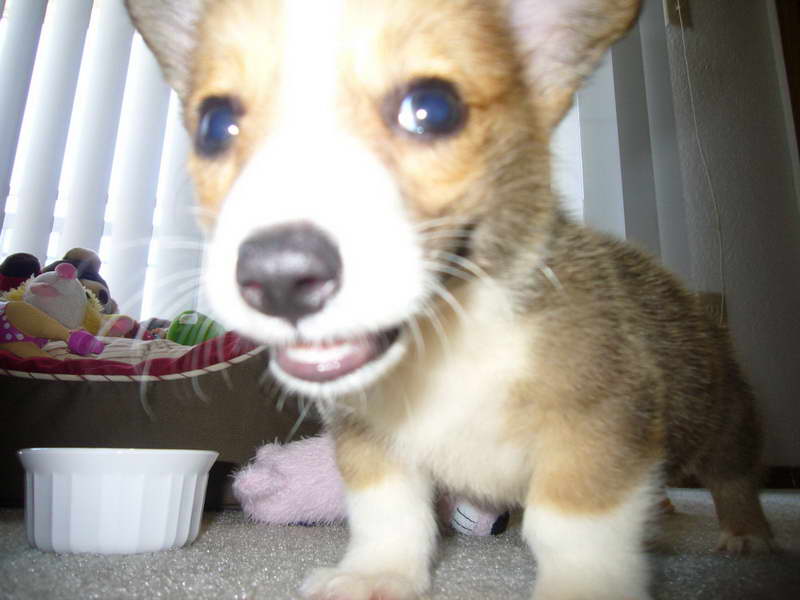 Corgi Puppy Oklahoma