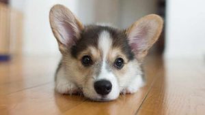 Corgi Puppy Rescue
