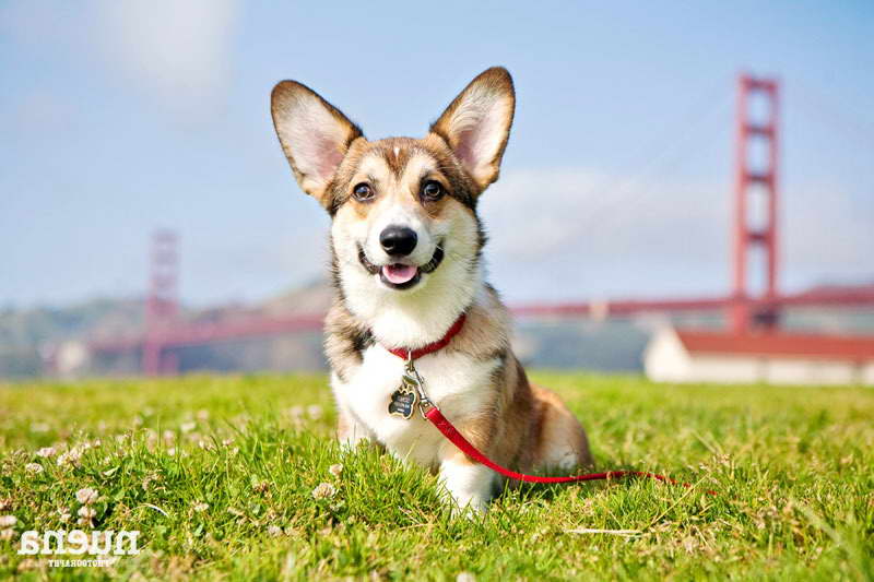 Corgi Puppy San Francisco