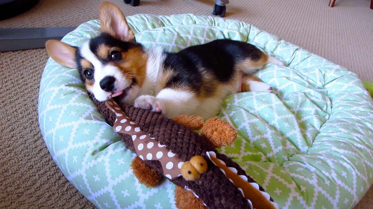 Corgi Puppy Toys