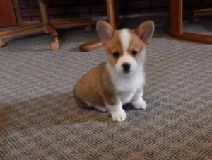 Corgi Puppy Virginia